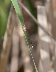 Ischnura damula