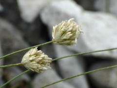 Sesleria sphaerocephala