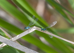 Ischnura damula