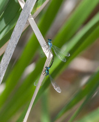 Ischnura damula