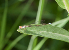 Ischnura damula