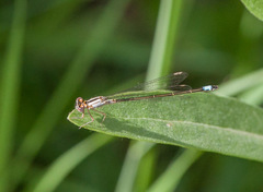Ischnura damula
