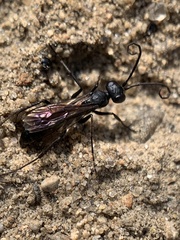 Priocnemis cornica