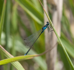 Ischnura damula