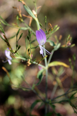 Hypoestes floribunda
