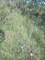 Desmodium tenuifolium