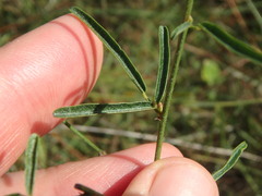 Desmodium tenuifolium