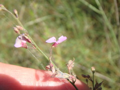 Desmodium tenuifolium