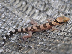 Cyrtodactylus intermedius