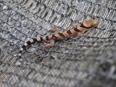 Cyrtodactylus intermedius