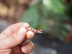 Cyrtodactylus intermedius