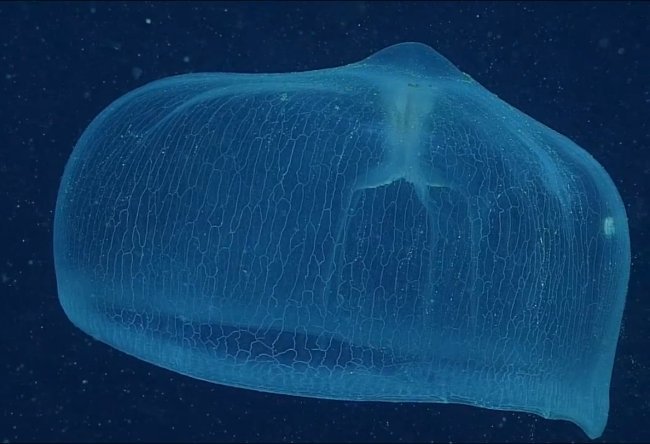 Deepstaria Jelly