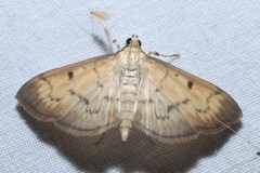 Herpetogramma fluctuosalis