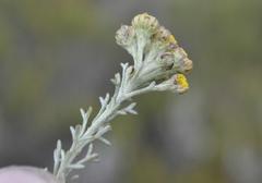 Pentzia trifida