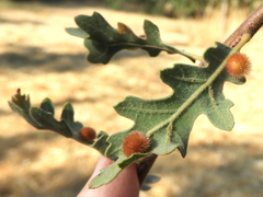 Atrusca trimaculosa