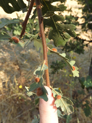 Atrusca trimaculosa