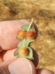 Atrusca trimaculosa