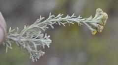 Pentzia trifida