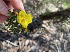 Hibbertia bracteata