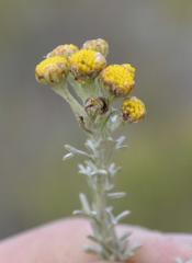 Pentzia trifida