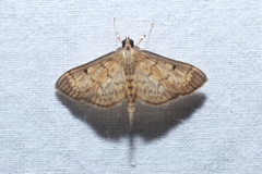 Herpetogramma fluctuosalis