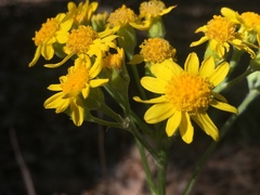 Packera plattensis