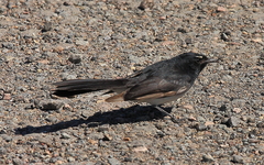 Rhipidura leucophrys