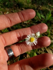 Erigeron