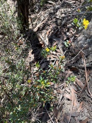 Hibbertia bracteata