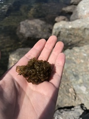 Leathesia marina