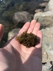 Leathesia marina