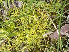 Thuidiopsis