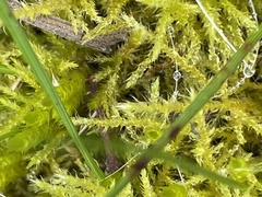 Thuidiopsis