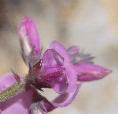 Indigofera declinata