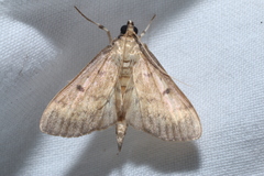 Herpetogramma fluctuosalis