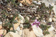 Indigofera declinata