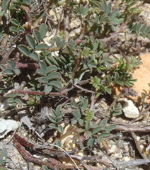 Indigofera declinata