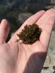 Leathesia marina