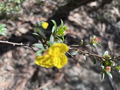 Hibbertia bracteata
