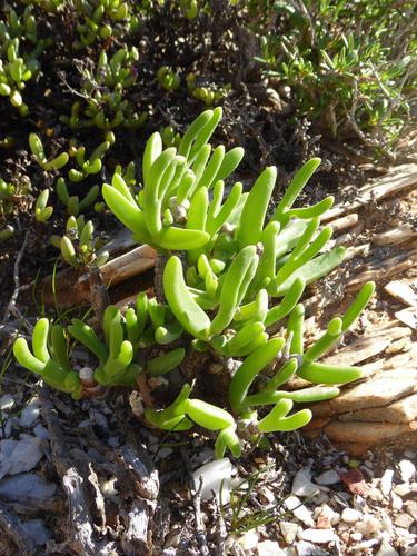 Mitrophyllum clivorum Schwantes 2