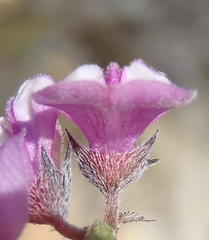Indigofera declinata