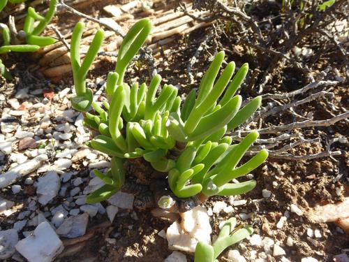 Mitrophyllum clivorum