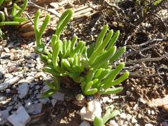 Mitrophyllum clivorum