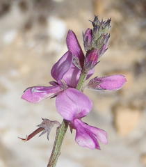 Indigofera declinata