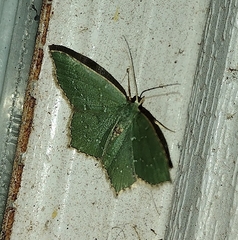 Chloropteryx tepperaria
