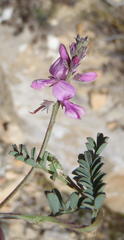 Indigofera declinata