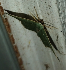 Chloropteryx tepperaria