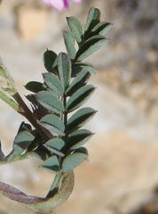 Indigofera declinata