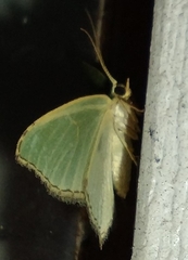 Chloropteryx tepperaria