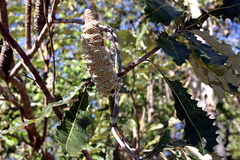 Banksia dentata